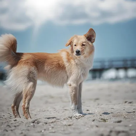 Lejlighed Aufwind I Haushaelfte